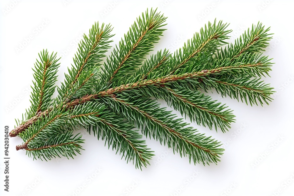 Obraz premium fir tree branch on white background
