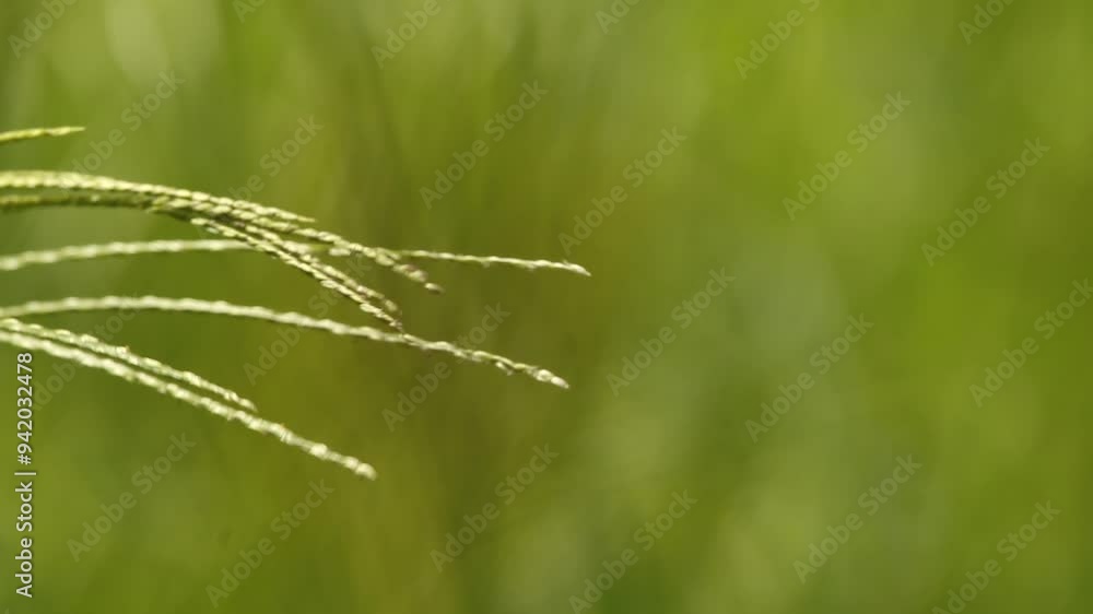 Natural Green grass with blurry background Natural Green grass with blurry background