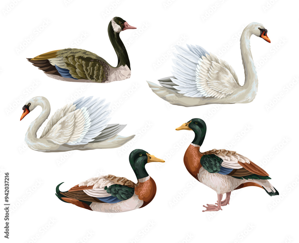 Obraz premium White swan and duck isolated. Vector.