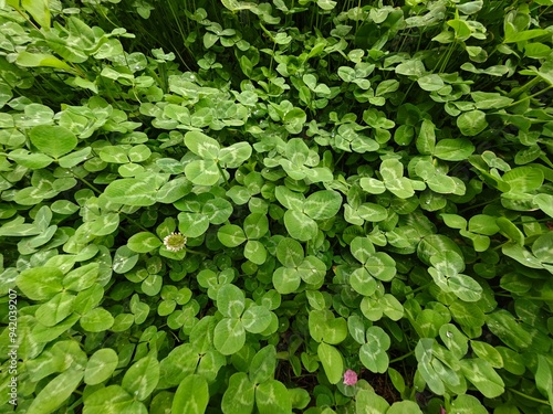 Close-up of a clover bush