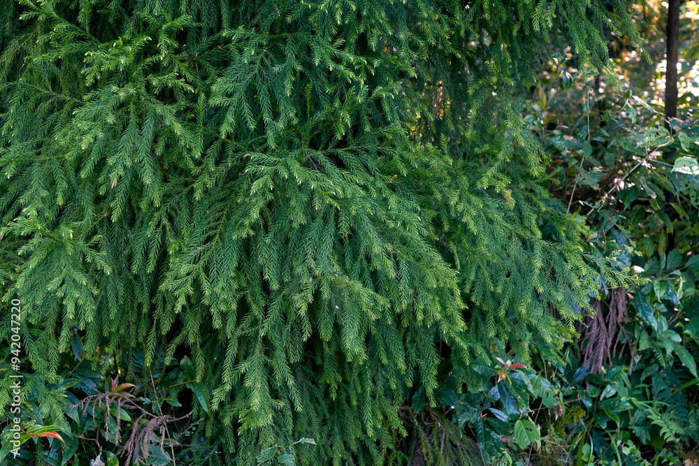 Cryptomeria japonica 'Spiralis' branches with ringlet-like foliage, an evergreen conifer in the family of Cupressaceae. A vigorous, densely branched tree in the forest of north Bengal, near Sonada. Cryptomeria japonica 'Spiralis' branches with ringlet-like foliage, an evergreen conifer in the family of Cupressaceae. A vigorous, densely branched tree in the forest of north Bengal, near Sonada.