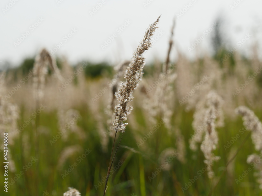 Fototapeta premium ears of wheat