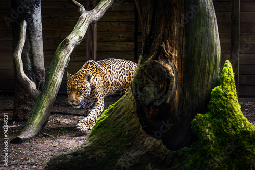 jaguar in the zoo