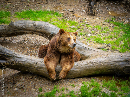 brown bear in zoo