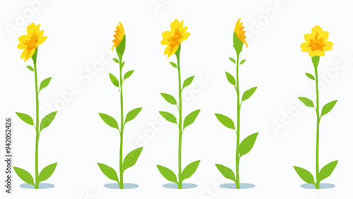 Die Entwicklung einer Blume