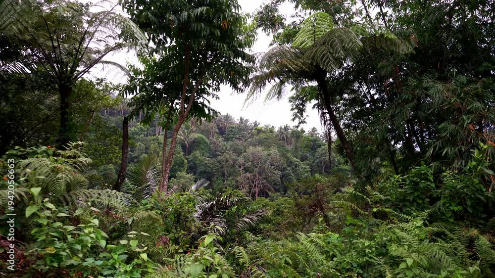 Picturesque Dense green tropical jungle, far in the background blue sea and low clouds Picturesque Dense green tropical jungle, far in the background blue sea and low clouds