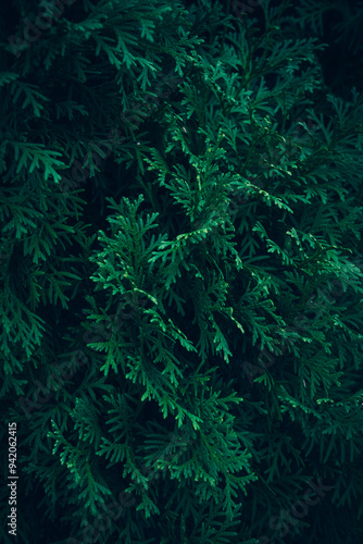 A close up of green Thuja tree branches