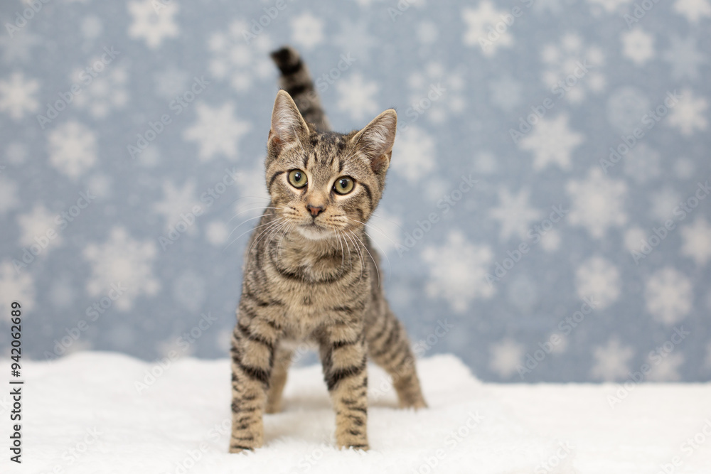 Young Brown Tabby Cat Standing on a White Blanket with Snowflakes in the Background Young Brown Tabby Cat Standing on a White Blanket with Snowflakes in the Background