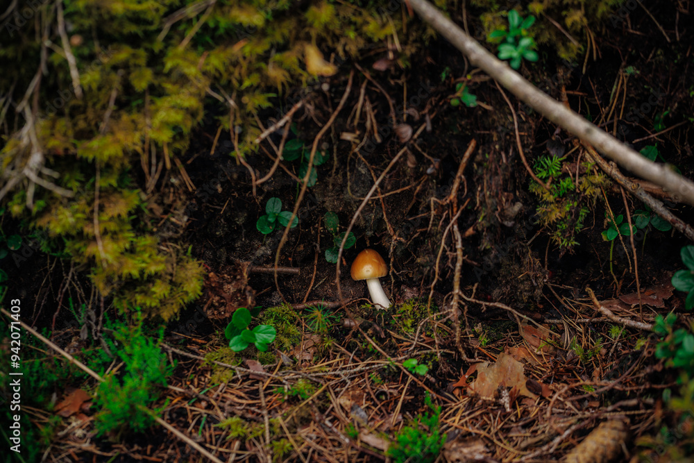 mushrooms and a wild forest environment mushrooms and a wild forest environment