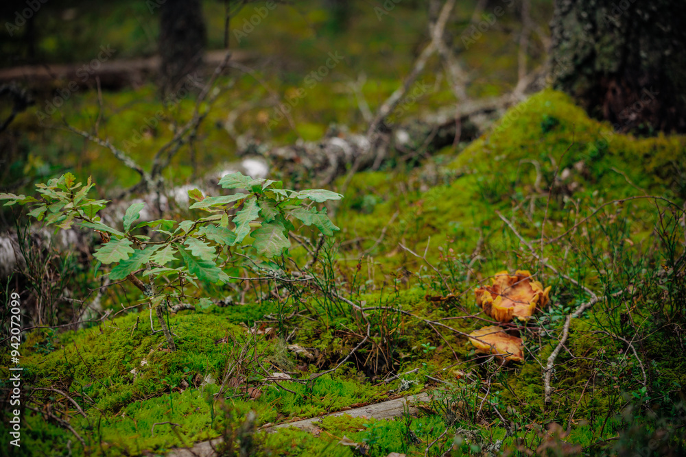 mushrooms and a wild forest environment mushrooms and a wild forest environment