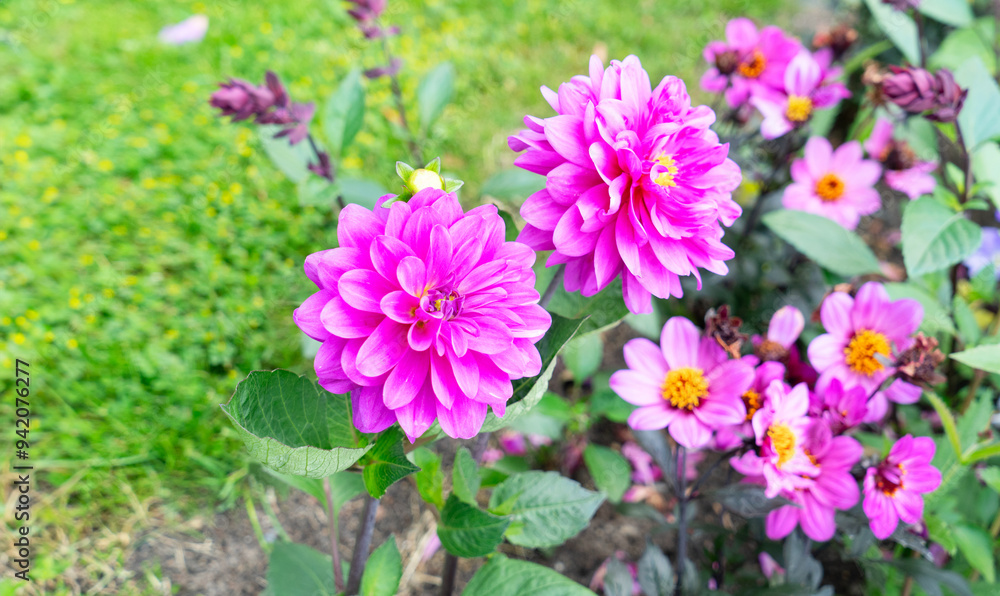 fresh violet dahlia flowers summer background fresh violet dahlia flowers summer background