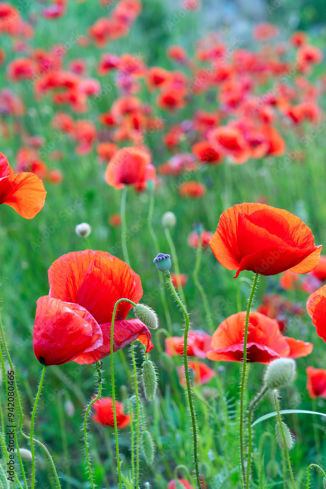 Fototapeta premium field of poppy red flowers with green grass