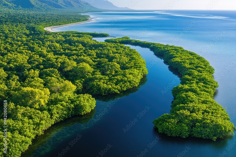 An aerial view of a winding river in a lush green mangrove forest. The photo highlights the vital role mangroves play in protecting coastlines and providing habitats. An aerial view of a winding river in a lush green mangrove forest. The photo highlights the vital role mangroves play in protecting coastlines and providing habitats.