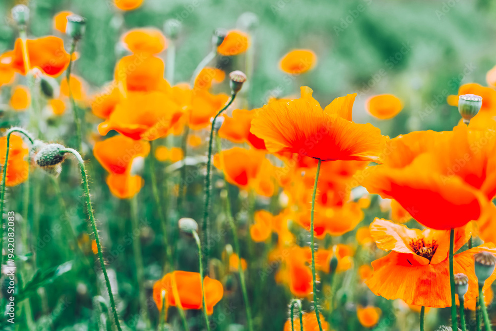Fototapeta premium field of poppy red flowers