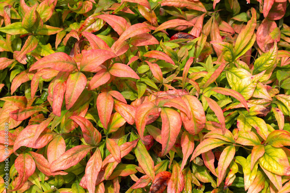 Obraz premium Closeup of colourful foliage of Heavenly Bamboo (Nandina domestica 'Fire Power') in a garden in late summer