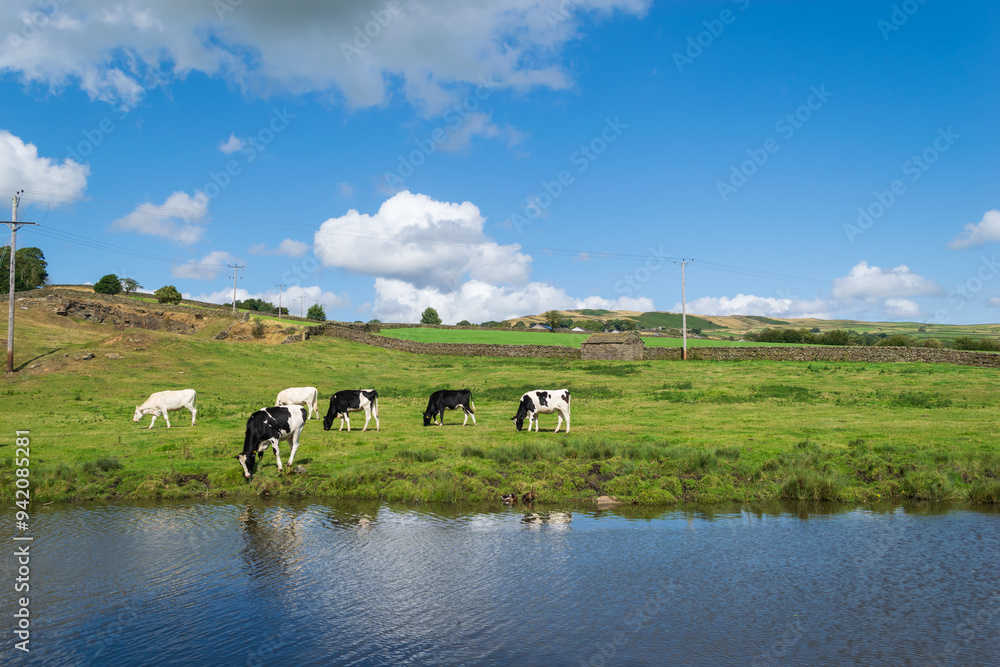 Fototapeta premium cows on a meadow