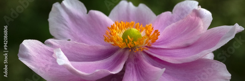 Panorama of a single flower of Japanese anemone (Anemone × hybrida 'Elegans') in a garden in late summer photo