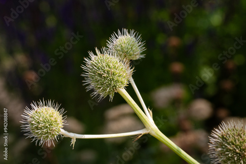 Closeup of flowers of Eryngium yuccifolium in a garden in summer photo