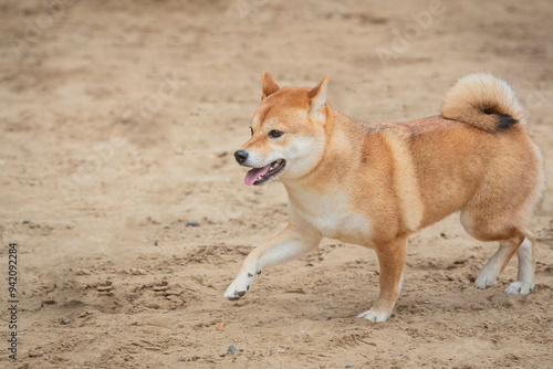 A Shiba Inu dog plays on a sandy field