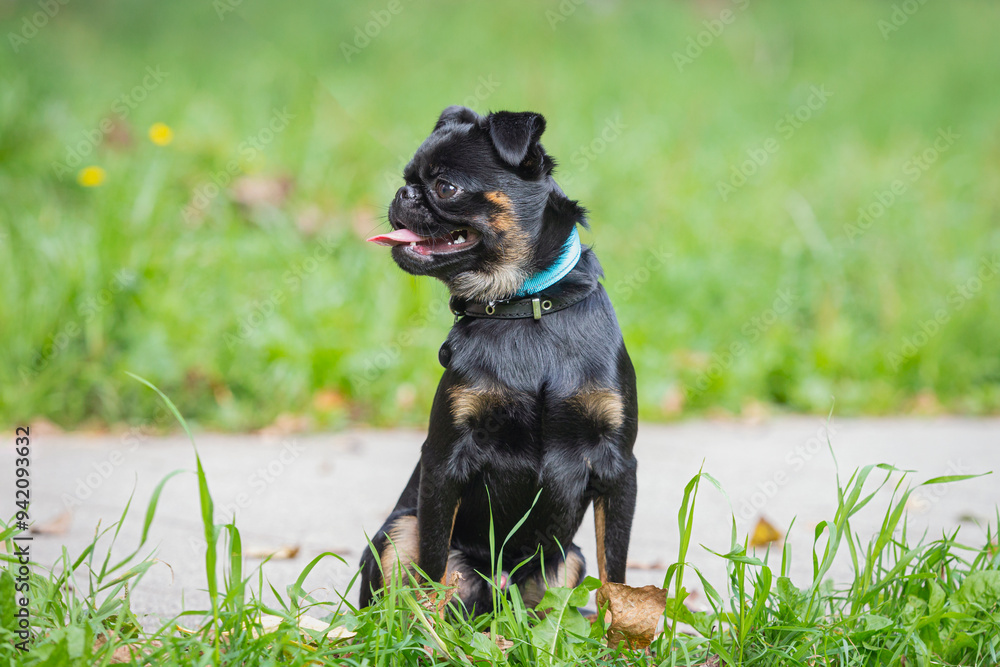 Portrait of a Petit Brabançon dog small on a walk in the park on a summer day Portrait of a Petit Brabançon dog small on a walk in the park on a summer day