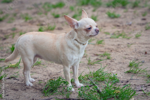 A light-colored chihuahua walks along the sand and poses.