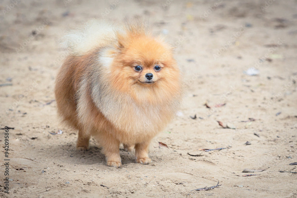 Small Pomeranian Spitz puppy walking in summer Small Pomeranian Spitz puppy walking in summer
