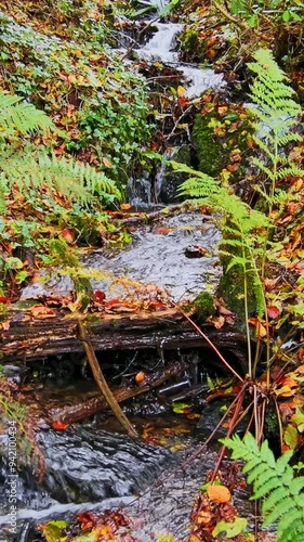 Harmony’s Haven. The soft sounds of a forest cascade weave a peaceful melody. photo