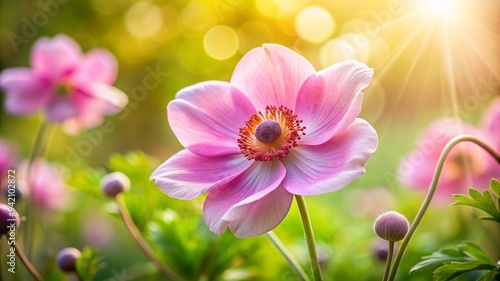 Delicate Pink Anemone Flower in Soft Sunlight Against Blurred Garden Background.