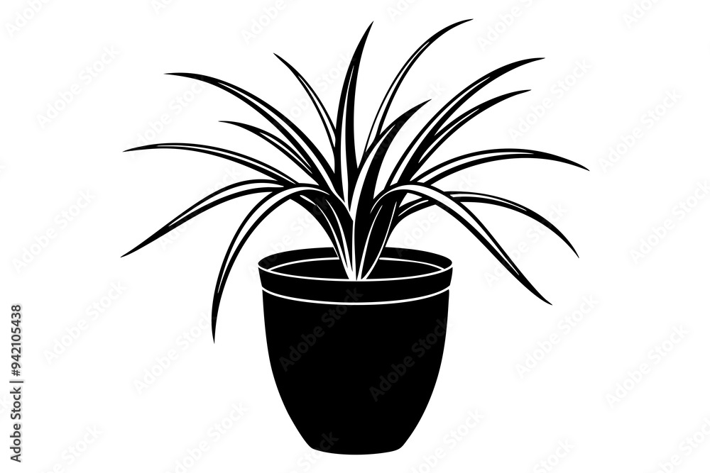 Spider plant Chlorophytum comosum in a vase Spider plant Chlorophytum comosum in a vase
