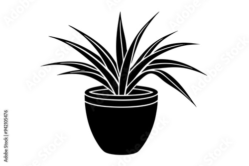 Spider plant Chlorophytum comosum in a vase