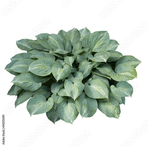 Hosta plant bush isolated on transparent background