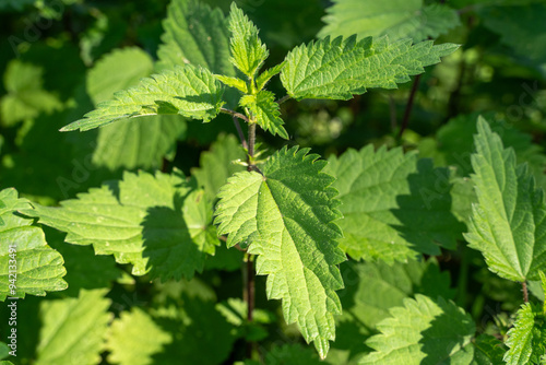Wild green nettle in the countryside