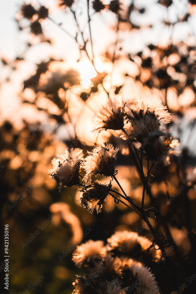 Obraz premium Dry grass in the sunlight. Dried flowers during sunset. Feelings of coziness, warmth, happiness and nostalgia.