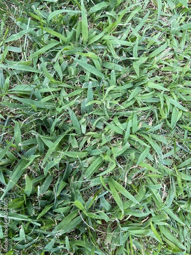 green field