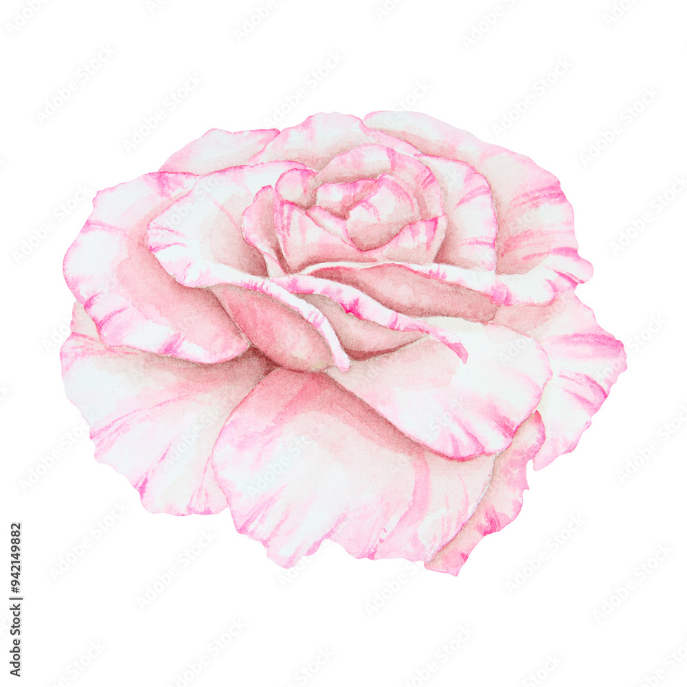 Light pink rose. Watercolor botanical illustration. Hand drawn clip art, cut out and isolated. Realistic flower drawing for delicate wedding prints, invitations, cards. Romantic design element. Light pink rose. Watercolor botanical illustration. Hand drawn clip art, cut out and isolated. Realistic flower drawing for delicate wedding prints, invitations, cards. Romantic design element.