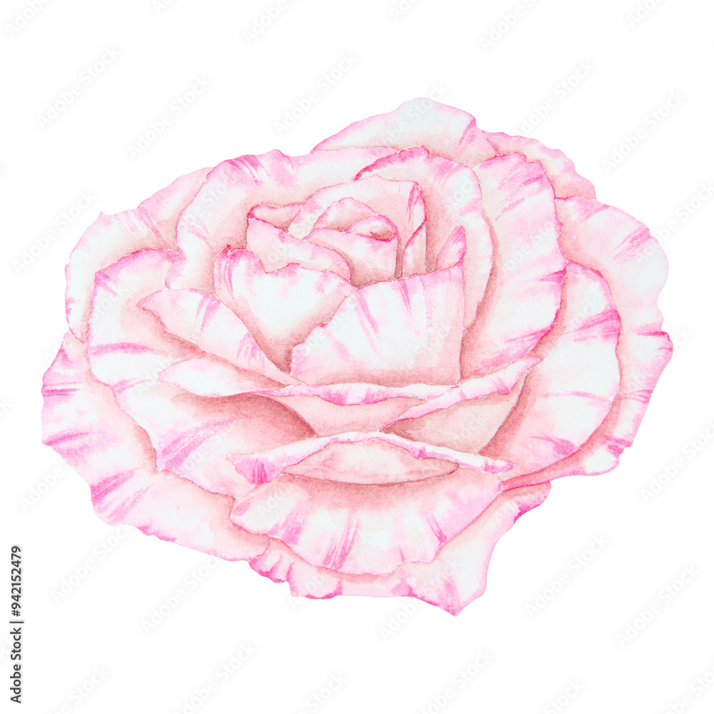 Light pink rose. Watercolor botanical illustration. Hand drawn clip art, cut out and isolated. Realistic flower drawing for delicate wedding prints, invitations, cards. Romantic design element. Light pink rose. Watercolor botanical illustration. Hand drawn clip art, cut out and isolated. Realistic flower drawing for delicate wedding prints, invitations, cards. Romantic design element.