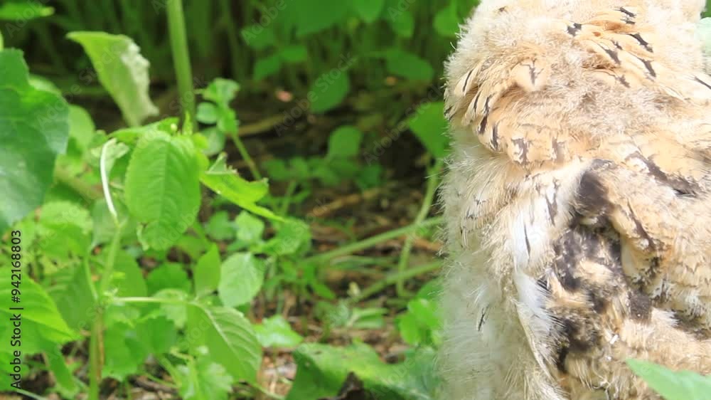 Chick of Eurasian eagle-owl in a green grass (Bubo bubo)
Chick of Eurasian eagle-owl in a green grass (Bubo bubo)