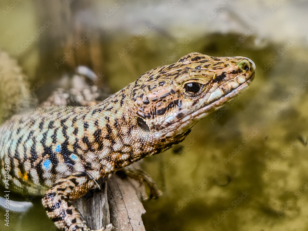Naklejka premium A close-up shot of a European lizard basking in the sunlight on a rocky surface. The lizard's intricate scales and vibrant colors are highlighted against a natural background, showcasing the beauty.
