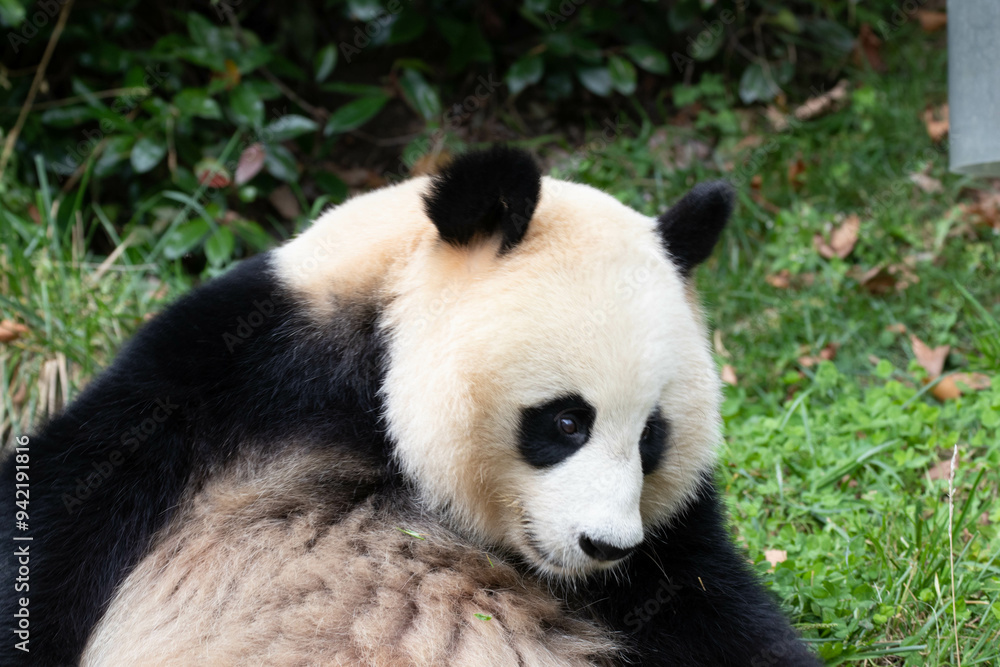 Close up sweet little panda , Chengdu, China Close up sweet little panda , Chengdu, China