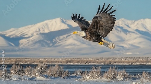   Bald Eagle flying over snow-capped mountains with a river in the foreground photo