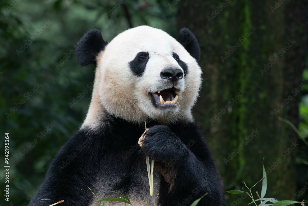 Panda returned from USA, Bei Bei Panda returned from USA, Bei Bei