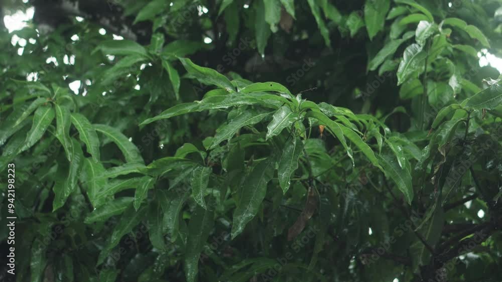 Rain Drops on Tree Leaf on a Gloomy Day , 4K Wet and fresh tree leafs with rain drops just after the rain
Rain Drops on Tree Leaf on a Gloomy Day , 4K Wet and fresh tree leafs with rain drops just after the rain