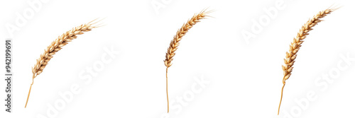 Set of A single, detailed wheat isolated on transparent background