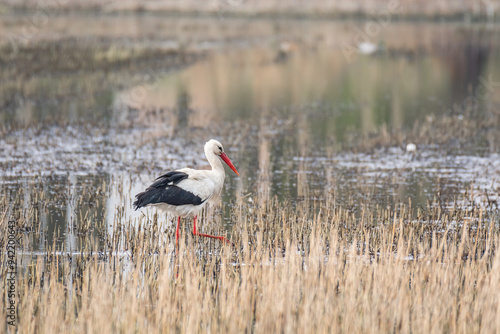 Obraz na płótnie White stork (Ciconia ciconia) a large wading bird with black and white plumage, the animal walks on a muddy pond and looks for food among the reeds. w salonie