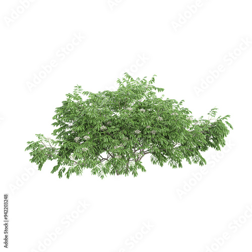 Green beautiful Elm plant isolated on transparent Canvas