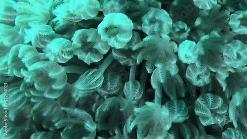 Extreme close-up of pulsating polyps of White pulse soft coral (Heteroxenia fuscescens). photo