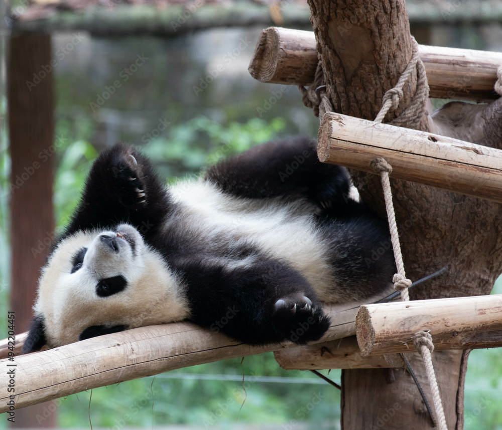Close up Playful Panda, Yu Ai, Chonqing, China Close up Playful Panda, Yu Ai, Chonqing, China