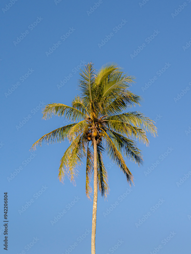 Coconut palms against an Hawaiian sky, Hamakua Coast, Hawaii Coconut palms against an Hawaiian sky, Hamakua Coast, Hawaii