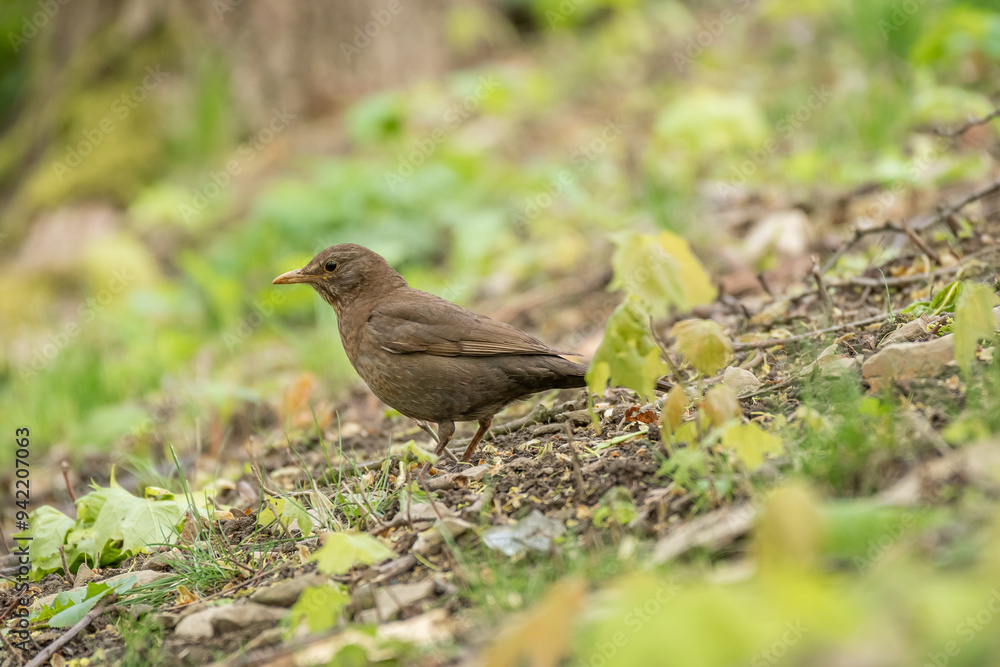 Common blackbird (Turdus merula) female medium-sized bird with brown plumage, the animal sits in the park on the ground among the vegetation and looks for food. Common blackbird (Turdus merula) female medium-sized bird with brown plumage, the animal sits in the park on the ground among the vegetation and looks for food.