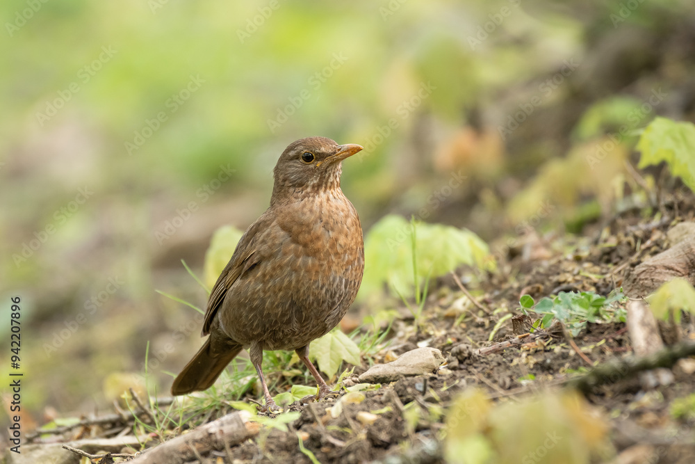 Common blackbird (Turdus merula) female medium-sized bird with brown plumage, the animal sits in the park on the ground among the vegetation and looks for food. Common blackbird (Turdus merula) female medium-sized bird with brown plumage, the animal sits in the park on the ground among the vegetation and looks for food.